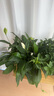 植男植女一帆風(fēng)順年宵花卉綠植盆栽白掌室內(nèi)好養(yǎng)凈化空氣美化環(huán)境源頭直發(fā) 曬單實拍圖