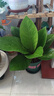 聚寶盆大葉綠植鳥(niǎo)巢花燭盆栽客廳招財(cái)水培植物室內(nèi)好養(yǎng)花卉發(fā)財(cái)樹(shù) 1顆聚寶盆（40~50cm）大號(hào) 帶盆種好 曬單實(shí)拍圖