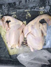 鮮京采 三黃雞4斤（2只裝） 冷凍 散養(yǎng)雞走地雞煲湯食材  源頭直發(fā) 曬單實(shí)拍圖