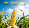 率鮮達(dá) 東北黃糯玉米棒真空包裝黏糯新鮮低脂送禮早餐加熱即食10根四斤 曬單實(shí)拍圖