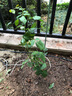 八目尚賞花大花月季花苗綠植嫁接四季好養(yǎng)歐月庭院陽(yáng)臺(tái)盆栽花卉好養(yǎng)活 光譜 月季小苗 不含盆 曬單實(shí)拍圖