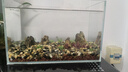 金晶超白魚(yú)缸客廳桌面小魚(yú)缸玻璃草缸龜缸懶人家用生態(tài)造景水族箱 長(zhǎng)35CM寬21CM高23CM（厚度5MM） 金晶超白魚(yú)缸裸缸 曬單實(shí)拍圖