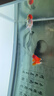 金魚（Jinyu）【精品高質(zhì)】蘭壽金魚淡水錦鯉觀賞魚國粹耐活好養(yǎng) 蘭壽+泰獅+頂紅 各1條6-7CM 曬單實(shí)拍圖