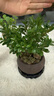 八芽 小葉赤楠盆景擺件室內(nèi)綠植花卉盆栽老樁客廳辦公室桌面好養(yǎng)植物 （【熱銷款】舍得紫砂盆赤楠+苔蘚+底座） 曬單實(shí)拍圖