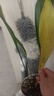 意軒一葉蘭盆栽喜陰植物辦公室內(nèi)庭院觀(guān)葉綠植蘭花 