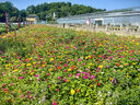 碧鼎花種子四季易種開花百日草庭院野花組合室外菊花花草花籽種子花卉 矮桿百日草【1斤裝】 曬單實拍圖