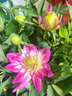 鮮枚小麗花重瓣花苗盆栽帶花苞室內外四季開(kāi)花大麗花植物鮮花綠植花卉重瓣大麗花【花期帶花】好苗小麗花苗丨帶土發(fā)貨 曬單實(shí)拍圖