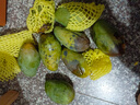 粵迎攀枝花凱特芒果芒果新鮮四川水果需催熟再食用應(yīng)季現(xiàn)摘時令生鮮 5斤精選裝【爆甜多汁】凈4.5斤 普箱裝【自吃推薦】 曬單實拍圖
