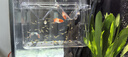 HANYANG孔雀魚繁殖盒大號魚缸隔離盒幼小魚苗孵化產(chǎn)房漂懸浮分離器養(yǎng)魚用 曬單實拍圖