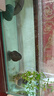 魚(yú)缸氧氣泵usb小型超靜音打氧機增氧機家用養魚(yú)增氧泵釣魚(yú)專(zhuān)用 【超靜音款】配單氣石可調氣量【送魚(yú)糧】 曬單實(shí)拍圖