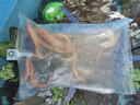 黃金泥鰍魚(yú)苗活體淡水養殖冷水清道夫小金龍魚(yú)缸清潔工具魚(yú)招財魚(yú)新練手活魚(yú)觀(guān)賞魚(yú) 黃金泥鰍苗7-9厘米10條（包活到家） 曬單實(shí)拍圖