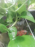 鹿色魚(yú)缸水培植物籃家用水草種植杯壁掛式挺水植物定植籃魚(yú)缸造景裝飾 升級款小號白色可掛1.5厘米 曬單實(shí)拍圖