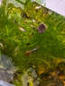 水蚯蚓凍干水蚯蚓粘貼魚(yú)糧紅線(xiàn)蟲(chóng)凍干小型魚(yú)飼料孔雀魚(yú)熱帶魚(yú)飼料 【凍干水蚯蚓塊】130ml 曬單實(shí)拍圖