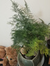 文竹苗綠植盆景四季常青包活好養(yǎng)發(fā)財(cái)樹(shù)綠蘿室內(nèi)外綠植花卉盆栽 小文竹【15-20高】2份 含盆 曬單實(shí)拍圖