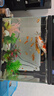 觀賞魚草金魚苗養(yǎng)不死金魚小活魚小寵物好養(yǎng)耐活養(yǎng)不死的金魚包活 吉祥如意-5到7cm草金20條 年年有余 財運亨通】隨機送魚食 曬單實拍圖