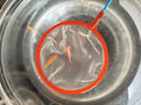 卡奇魚 斑馬魚 淡水魚 觀賞魚 小型觀賞魚 熱帶魚 蝶翼斑馬熒光好養(yǎng)易活 糖果斑馬10條1.5-2.5cm最少3種色 曬單實拍圖