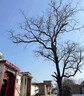 大樹(shù)爛根藥大樹(shù)一滴死爛樹(shù)根劑除樹(shù)強(qiáng)力除草除竹子枯樹(shù)專(zhuān)用藥器y 單瓶【有針管】特惠裝 曬單實(shí)拍圖