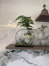 OEMG文竹辦公室桌面客廳室內(nèi)花卉植物玄關盆栽綠植盆景擺件創(chuàng)意 懸空文竹 曬單實拍圖