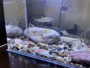 YEE魚(yú)缸燈led筒燈原生溪流缸WRGB全光譜水草燈爆藻魚(yú)缸觀賞魚(yú)燈 35W爆藻燈【95ra高顯指+鋁合金材質(zhì)】 【YEE正品保障 假一賠十 質(zhì)保一年】 曬單實(shí)拍圖