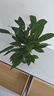 【熱銷款】白掌一帆風(fēng)順盆栽水培植物室內(nèi)花綠植紅掌發(fā)財樹吸甲醛 特級白掌帶花+繁星自吸盆 曬單實拍圖