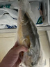 海名威 冷凍黃花魚700g/2條 寧德大黃魚地標(biāo) 海鮮水產(chǎn) 生鮮魚類  曬單實拍圖