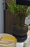 八芽 小葉赤楠盆景擺件室內(nèi)綠植花卉盆栽老樁客廳辦公室桌面好養(yǎng)植物 （【熱銷款】舍得紫砂盆赤楠+苔蘚+底座） 曬單實拍圖
