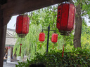 波斯菊種子混色矮桿格?；ǚN子庭院陽(yáng)臺盆栽四季開(kāi)花景觀(guān)綠化花籽 波斯菊種子/包約500粒 1包 曬單實(shí)拍圖