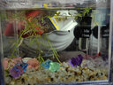 共度（Gong Du）加熱棒小魚(yú)缸自動(dòng)恒溫加溫迷你微型usb石英玻璃養(yǎng)魚(yú)用品加熱器 20W 220V插銷(xiāo)款【非USB 小米魚(yú)缸適用】 曬單實(shí)拍圖
