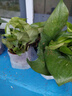 綠蘿盆栽室內(nèi)植物花卉凈化空氣綠植水培垂吊大葉綠蘿新房客廳家用 【整高20cm盆口11】加侖吸水10盆送肥料 曬單實(shí)拍圖