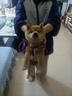 柴犬幼犬寵物狗活體日本柴犬純種幼崽柴狗小狗仔赤柴活物豆柴黑柴 血統(tǒng)級 公 曬單實拍圖