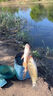 醉魚藥特效暈魚劑江河魚塘專用醉魚藥無毒可食用魚塘醉魚藥暈魚劑 單瓶裝【安全無毒】 曬單實拍圖
