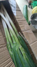 山東正宗鐵桿大蔥新鮮蔬菜調(diào)料燒烤火鍋食材 凈蔥去皮去半葉 2斤 凈重 曬單實(shí)拍圖