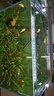 燕之雁 魚缸LED水草燈 三檔變色 照明燈 增艷燈 適用魚缸58-70cm 16W 曬單實拍圖