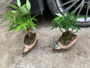 奇趣發(fā)財樹小盆栽室內(nèi)茶桌辦公室桌面好養(yǎng)植物綠植擺件四季常綠 奇趣發(fā)財樹+祥云盆+方形底座 曬單實拍圖