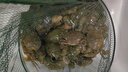 悠梵萌可折疊生態(tài)養(yǎng)殖籠魚蝦網(wǎng)籠魚網(wǎng)加厚龍蝦泥鰍魚網(wǎng)8孔A傘型三個裝 曬單實拍圖