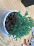 行湘霧松綠植盆栽花卉桌面觀(guān)葉植物 霧松+點(diǎn)點(diǎn)星球陶瓷盆 源頭直發(fā) 曬單實(shí)拍圖