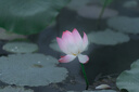索尼（SONY）FE 70-200mm F2.8 GM OSS II 全畫(huà)幅遠(yuǎn)攝變焦G大師鏡頭(SEL70200GM2) 曬單實(shí)拍圖