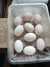 沂鮮新鮮鴿子蛋正宗五谷雜糧散養信鴿蛋30枚孕婦寶寶農家初生蛋禮盒裝 鴿子蛋10枚試吃裝 曬單實(shí)拍圖