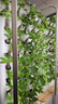農(nóng)副倉(cāng)室內(nèi)種植機(jī) 種植墻 智能種菜 家庭種菜 養(yǎng)花 無土栽培 有機(jī)種植 旗艦款 曬單實(shí)拍圖