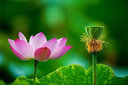 京樂狳新鮮無脊骨豬肋排條豬肋排土豬排農(nóng)家散養(yǎng)土豬排骨 豬肋排4斤 曬單實拍圖