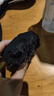 格蒙兒童發(fā)網舞蹈盤發(fā)女考級芭蕾丸子頭盤頭發(fā)神器隱形網兜罩發(fā)套5個 曬單實拍圖