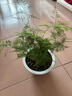 文竹盆栽室內(nèi)客廳植物花卉辦公室綠植桌面凈化空氣創(chuàng)意小盆景原盆 精選小文竹【15-22cm高】3盆+育苗盤 曬單實拍圖