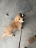憨憨寵狗繩P繩訓(xùn)犬P鏈狗狗牽引繩遛狗繩狗鏈子防爆沖中大型犬拉布拉多 2.2米加長(zhǎng)款 紫色 直徑1cm 建議1-120斤內(nèi) 曬單實(shí)拍圖