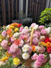 京厽重瓣太陽(yáng)花盆栽苗大花帶根帶花苞四季開花植物室內(nèi)室外好養(yǎng)花卉 重瓣混色7-11色20枝 帶根帶原土 不含盆 曬單實(shí)拍圖
