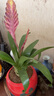 想開(kāi)招財(cái)手鴻運(yùn)當(dāng)頭盆栽植物花卉玉扇室內(nèi)好養(yǎng)客廳四季開(kāi)花大盆辦公室 旭日東升紅盆/客廳招財(cái)款 曬單實(shí)拍圖