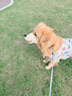 JCZS德國品牌狗狗嘴套嘴罩防咬防叫止吠口罩中小型犬大型犬防亂吃神器 邦迪藍(lán)鯊魚【雙重鎖定 掙不脫 扒 S(建議體重6-15斤) 曬單實拍圖