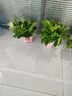 小冤家綠蘿盆栽室內花卉綠植綠籮水養花卉盆景桌面辦公客廳水培大葉綠色 180#高端粉貓吸水盆四盆+肥料2包 曬單實(shí)拍圖