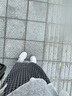 豪氣辣姐大碼女裝蕾絲連衣裙時尚套裝夏季新款胖mm慵懶風(fēng)格子半身裙兩件套 上衣+半身裙 兩件套 XL  建議120-140 曬單實拍圖