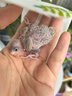 茨格曼 鸚鵡保溫箱育雛鳥(niǎo)飼養箱幼鳥(niǎo)專(zhuān)用恒溫箱實(shí)木保暖箱鳥(niǎo)籠子繁殖箱 恒溫套餐-30*30*50 曬單實(shí)拍圖