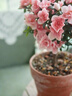 杜鵑花盆栽花卉植物室內陽(yáng)臺四季開(kāi)花鮮花帶花苞樹(shù)苗綠植好養易活 大苗杜鵑花紅色+粉色原盆 曬單實(shí)拍圖